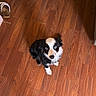 dog, puppy, black_and_white, blue_eyes, wooden_floor, indoor, pet, sitting, looking_up, curious, flooring, slipper, home, cozy, animal, canine, fur, small_dog, companion, domestic