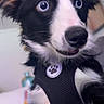 Bear is registered to the contest to win money with this photo: dog, black_and_white, blue_eyes, pet, harness, close_up, indoor, curious, animal, mammal, canine, fur, ears, snout, portrait, young_dog, domestic_animal, cute, expression, whiskers