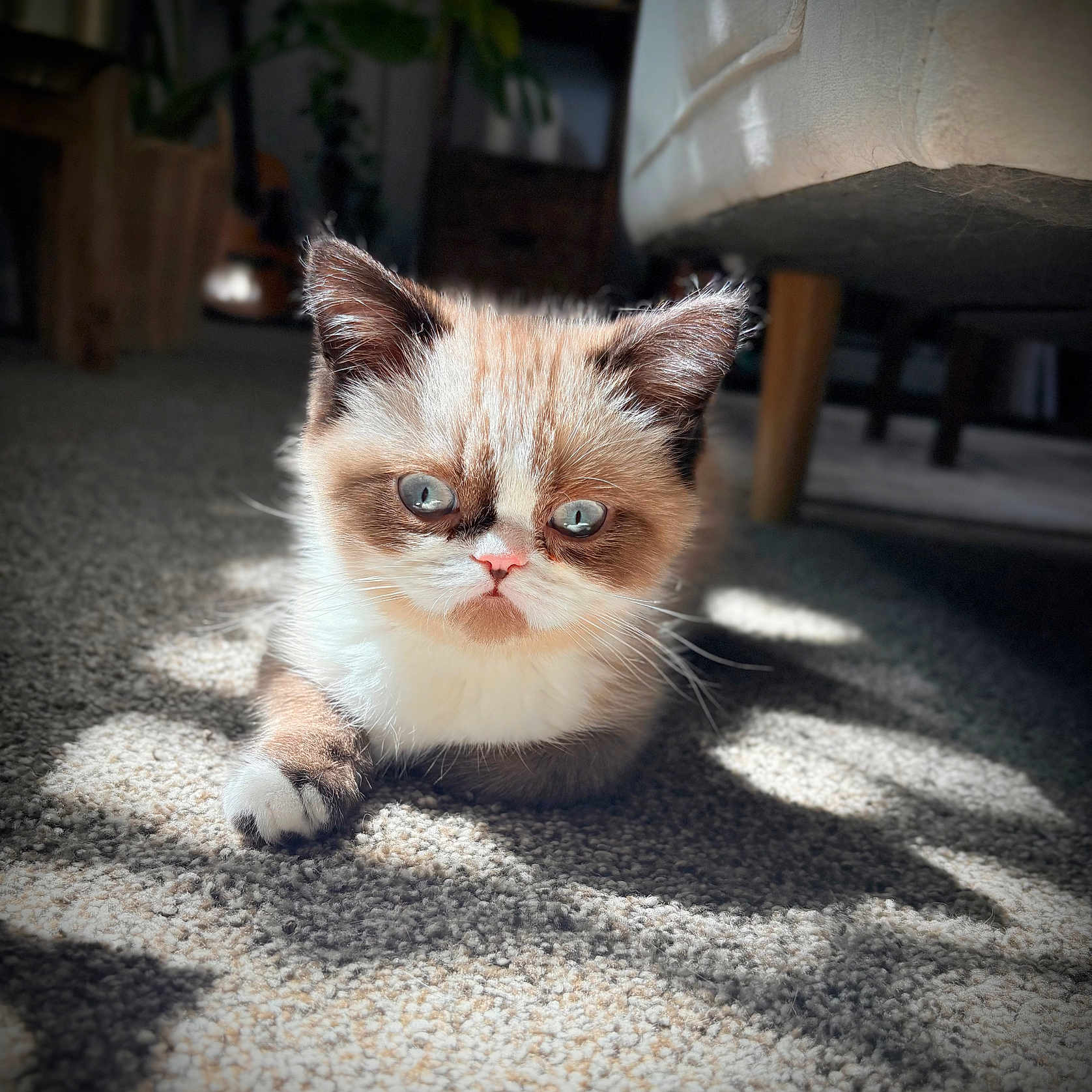 Bernard