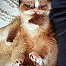 Bernard joined the competition — help win amazing prizes! adorable, animal, blanket, cat, comfort, cozy, cute, fluffy, fur, indoors, kitten, paws, pet, relaxed, sleepy, small, soft_texture, whiskers, wide_eyes, young