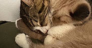 Bernard is registered to the contest to win money with this photo: animal, cat, closeup, cozy, curled_up, cute, feline, fur, indoor, napping, paw, peaceful, pet, quiet, relaxed, resting, sleeping, soft, tabby, whiskers