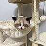 Bernard joined the competition — help win amazing prizes! animal, cat, cat_tree, closeup, cozy, cute, fur, furry, hammock, indoor, kitten, pet, playful, resting, rope, sleeping, soft, tongue_out, toy, whiskers