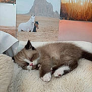 Bernard joined the competition — help win amazing prizes! animal, blanket, cat, cozy, cute, desert, domestic, feline, fur, horses, indoor, kitten, nap, pet, relaxation, resting, sleeping, soft, wall_art, young
