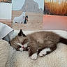 kitten, sleeping, cat, fur, cozy, blanket, indoor, animal, pet, cute, resting, wall_art, horses, desert, soft, feline, nap, relaxation, domestic, young