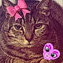 cat, tabby, close_up, animal, pet, feline, whiskers, ears, fur, face, eyes, pink_bow, sticker, cartoon_heart, cute, indoor, portrait, mammal, expressionless, domestic_cat
