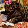 Hazel joined the competition — help win amazing prizes! cat, tabby, bow, salt_shaker, tablecloth, patterned, crumpled_paper, feline, indoor, resting, whiskers, paw, close_up, domestic_cat, cute, pet, fur, striped, relaxed, animal