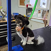 Xena joined the competition — help win amazing prizes! dog, bow_tie, hair_clip, grooming_table, pet_grooming, black_and_white, small_dog, leash, indoor, animal, pet, studio, cute, fur, tail, collar, sitting, looking_up, domestic_animal, groomed