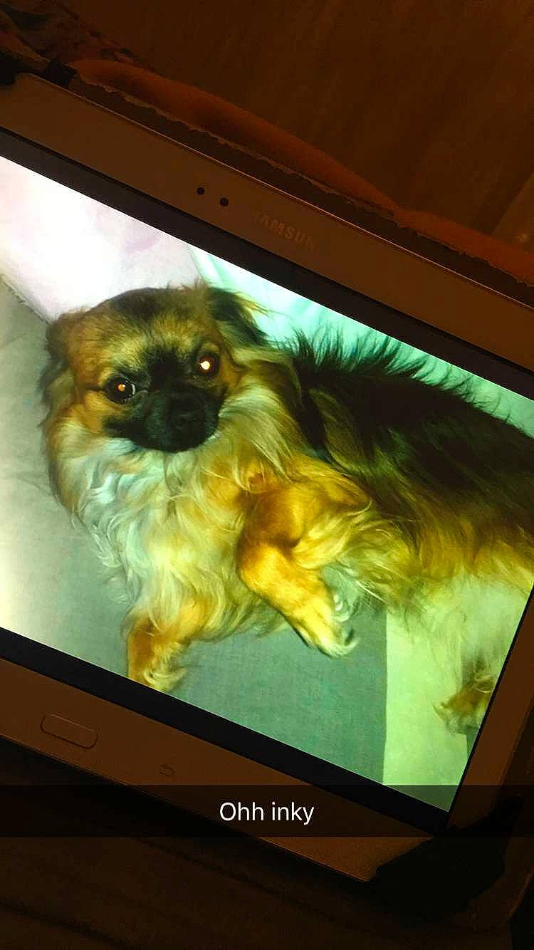 Inky participe au concours pour gagner de l'argent avec cette photo : carnivore, companion_dog, display_device, dog, dog_breed, fawn, felidae, flat_panel_display, fur, gadget, liver, multimedia, photo_caption, small_to_medium_sized_cats, tail, technology, television_set, toy_dog, vehicle_door, whiskers