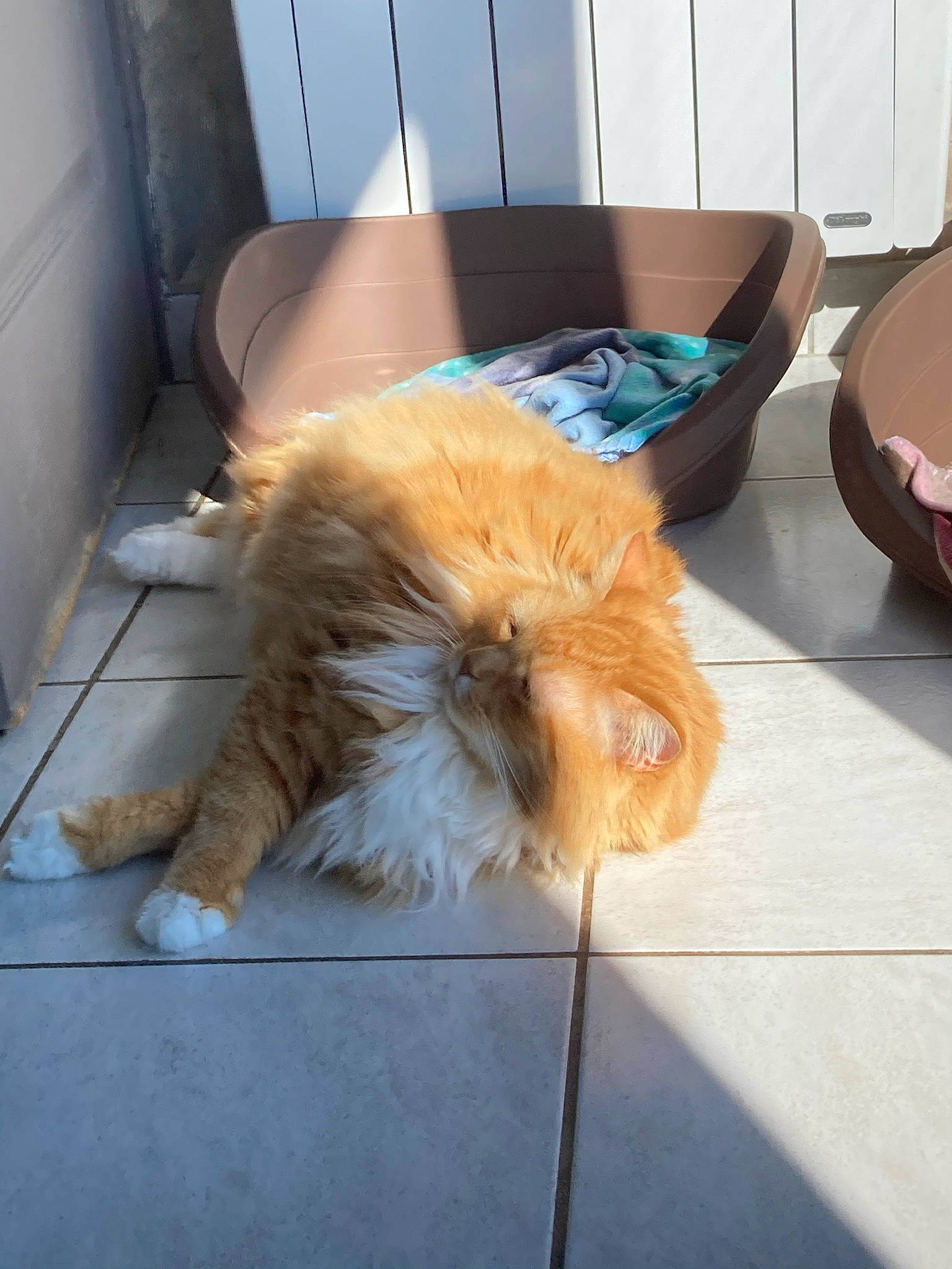 Garfield participe au concours pour gagner de l'argent avec cette photo : carnivore, chair, comfort, companion_dog, couch, dog_breed, felidae, floor, flooring, fur, hardwood, mammal, musical_instrument, paw, small_to_medium_sized_cats, tail, terrier, toy_dog, whiskers, wood