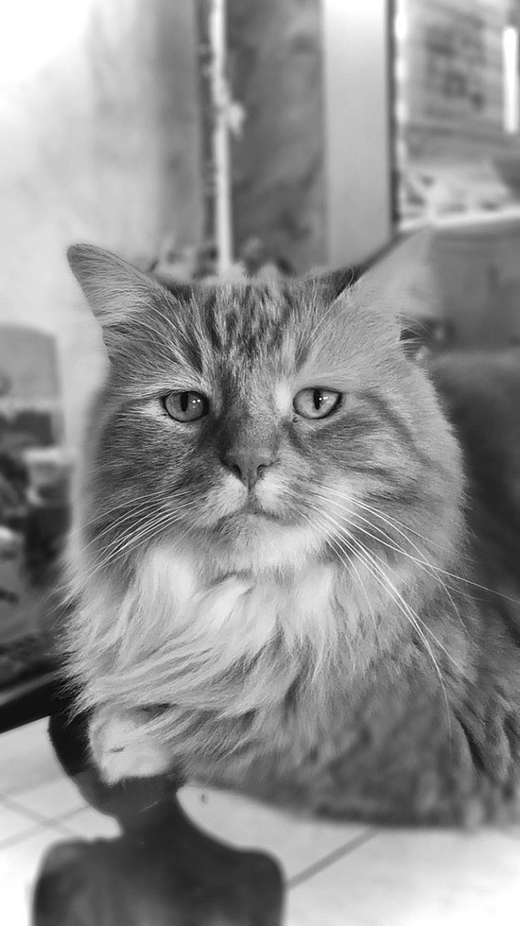 Garfield a rejoint le concours — aidez-le/la à gagner de superbes lots ! black_and_white, carnivore, cat, domestic_short_haired_cat, felidae, fur, grey, monochrome, monochrome_photography, plant, small_to_medium_sized_cats, snout, stock_photography, style, whiskers