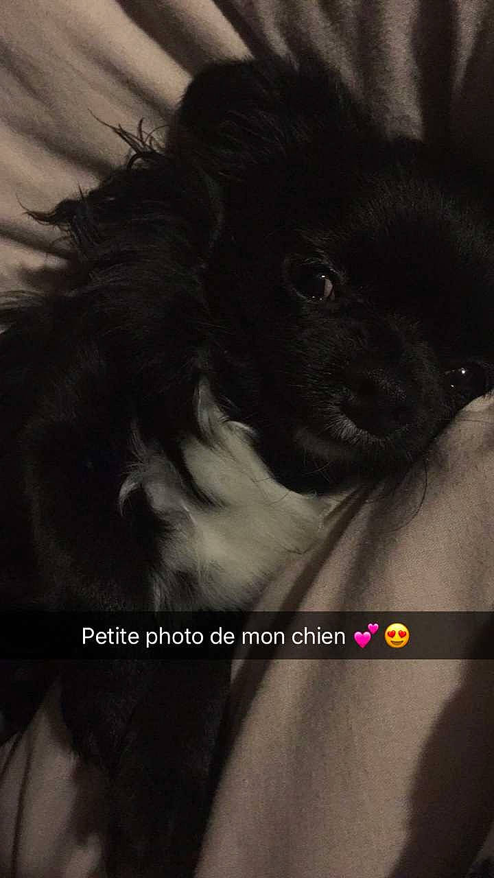 Bounty a rejoint le concours — aidez-le/la à gagner de superbes lots ! canidae, carnivore, companion_dog, corgi_chihuahua, darkness, dog, dog_breed, font, fur, liver, monochrome_photography, photo_caption, puppy, snout, sporting_group, tail, terrestrial_animal, whiskers, working_animal, working_dog