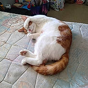 Gargamel a rejoint le concours — aidez-le/la à gagner de superbes lots ! cat, sleeping, napping, orange_and_white, pet, animal, furry, whiskers, paws, tail, belly_up, relaxed, cute, indoors, bed, quilt, blanket, home, clutter, funny