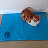 Gargamel a rejoint le concours — aidez-le/la à gagner de superbes lots ! cat, ginger_cat, white_cat, pet, animal, loafing, sitting, blue_mat, cooling_mat, indoor, floor, wall, orange_fur, white_fur, striped_fur, ears, whiskers, relaxed, toy_ball, home