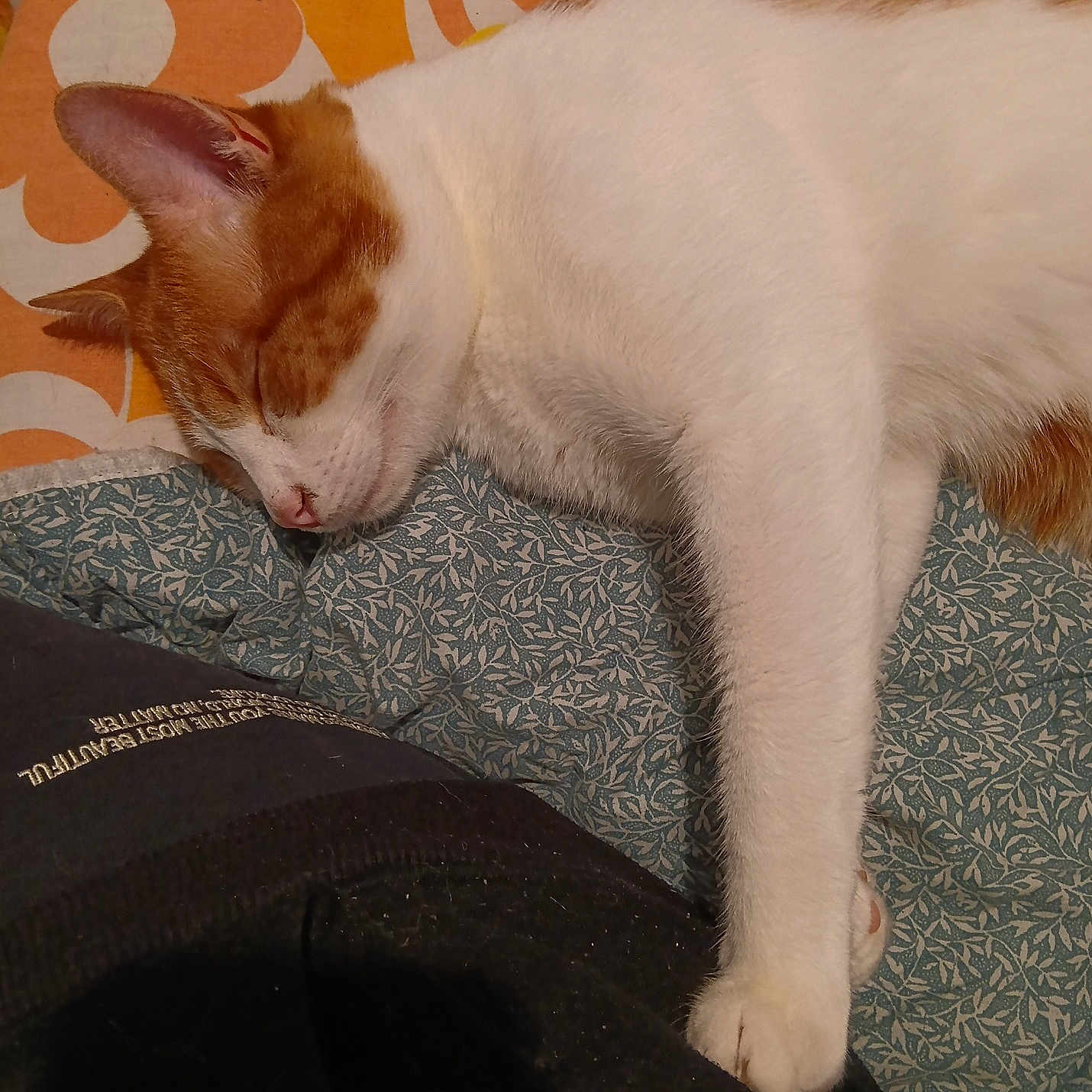 Gargamel a rejoint le concours — aidez-le/la à gagner de superbes lots ! cat, sleeping, orange_and_white, pet, animal, fur, whiskers, ears, closed_eyes, pink_nose, paw, lying_down, relaxed, cozy, bedding, blanket, cushion, indoor, lap, portrait