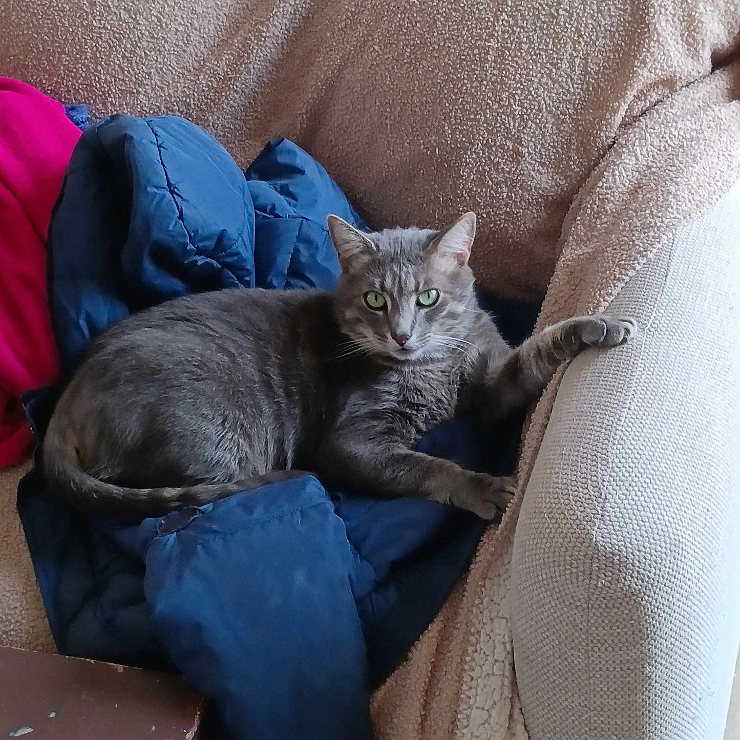 Minouche a rejoint le concours — aidez-le/la à gagner de superbes lots ! cat, gray_cat, pet, animal, feline, green_eyes, whiskers, ears, fur, lounging, sitting, couch, armchair, blanket, blue_blanket, indoor, home, portrait, relaxed, looking_at_camera