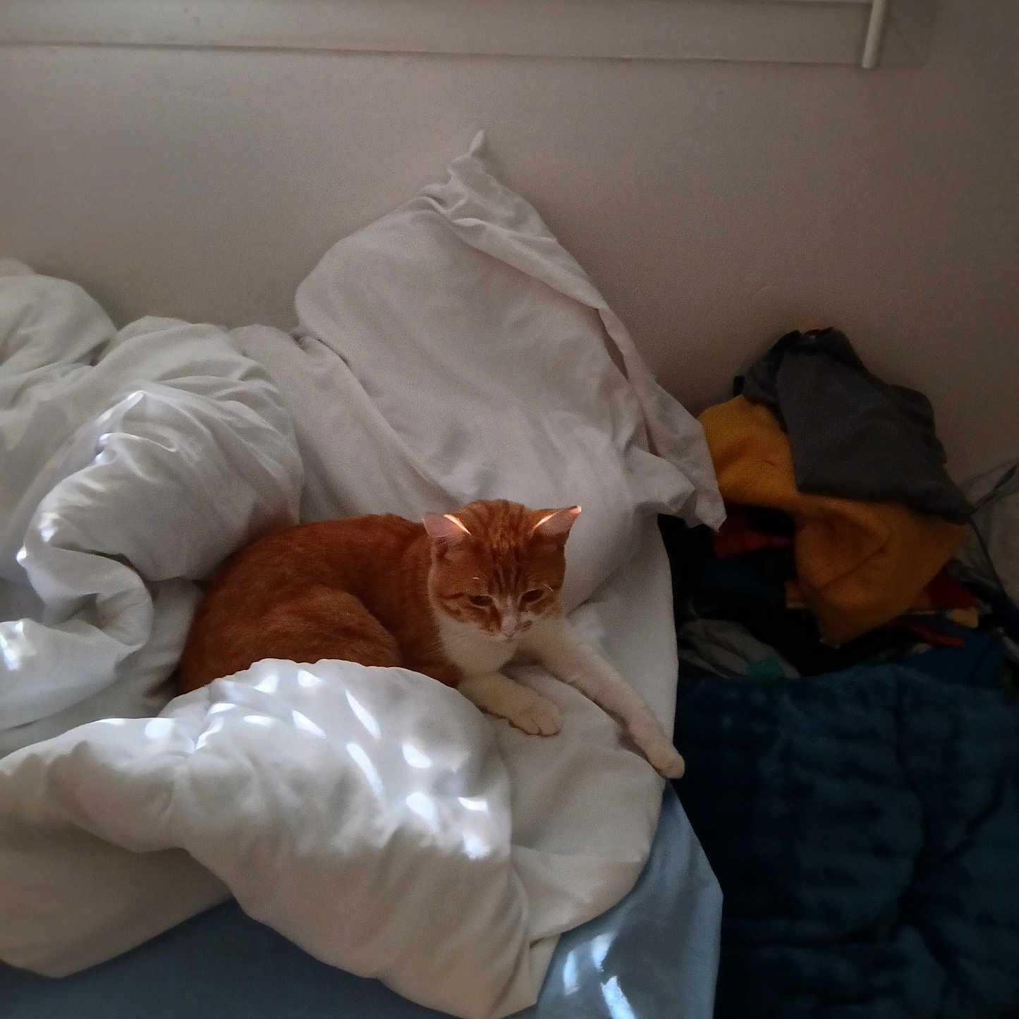 Garfield