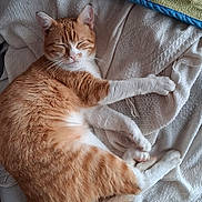 Garfield participe au concours pour gagner de l'argent avec cette photo : bedding, blanket, cat, close_up, cozy, cute, domestic_cat, feline, fur, ginger_cat, indoor, nap, orange_tabby, paws, pet, portrait, relaxed, sleeping, soft_texture, whiskers