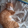 bedding, blanket, cat, close_up, cozy, cute, domestic_cat, feline, fur, ginger_cat, indoor, nap, orange_tabby, paws, pet, portrait, relaxed, sleeping, soft_texture, whiskers