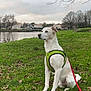 bare_branches, calm, cloudy_sky, dog, fall_leaves, grass, green_harness, houses, lake, leash, nature, outdoor, park, pet, red_leash, sitting, sky, trees, water, white_dog