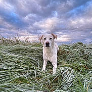 Ako a rejoint le concours — aidez-le/la à gagner de superbes lots ! animal, calm, canine, cloudy_sky, cold, dog, field, frost, fur, grass, landscape, lying_down, morning, nature, outdoor, pet, scenery, sky, white_dog, winter