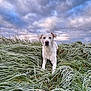 animal, calm, canine, cloudy_sky, cold, dog, field, frost, fur, grass, landscape, lying_down, morning, nature, outdoor, pet, scenery, sky, white_dog, winter