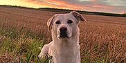 Ako participe au concours pour gagner de l'argent avec cette photo : animal, canine, clouds, daylight, dog, field, grass, landscape, muzzle, nature, outdoor, pastel_sky, peaceful, pet, relaxing, rural, sky, summer, sunset, white_dog