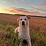 animal, canine, clouds, daylight, dog, field, grass, landscape, muzzle, nature, outdoor, pastel_sky, peaceful, pet, relaxing, rural, sky, summer, sunset, white_dog