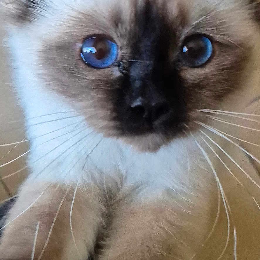 Wally participe au concours pour gagner de l'argent avec cette photo : angora, animal, cat, kitten, manx, pet, siamese