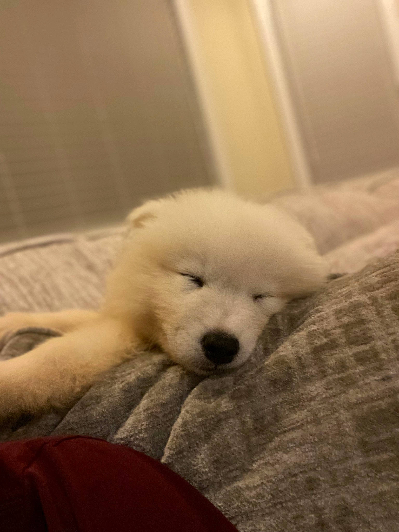 Apollo joined the competition — help win amazing prizes! canidae, carnivore, comfort, companion_dog, dog, dog_breed, flooring, fur, head, nap, non_sporting_group, puppy, sitting, snout, sporting_group, terrestrial_animal, toy_dog, volpino_italiano, whiskers, working_animal