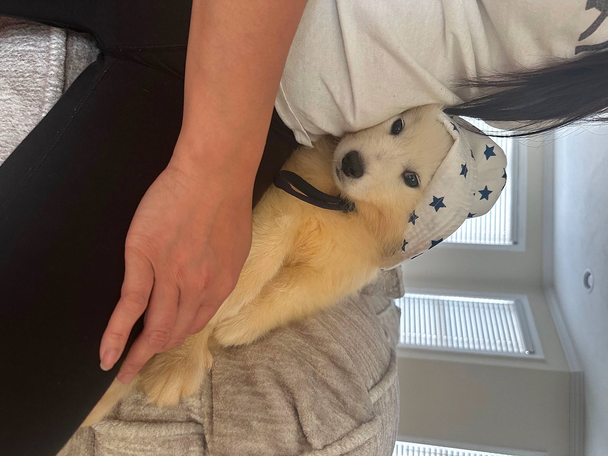 Apollo is registered to the contest to win money with this photo: abdomen, canidae, carnivore, comfort, companion_dog, dog, dog_breed, elbow, fawn, felidae, fur, gesture, human_leg, knee, nail, snout, sporting_group, thigh, trunk, wrist