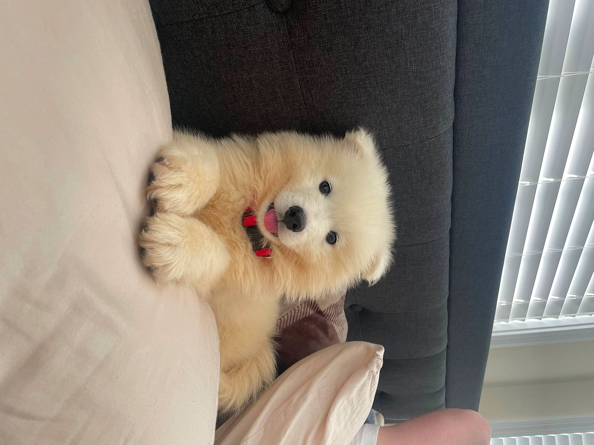 Apollo is registered to the contest to win money with this photo: american_eskimo_dog, canidae, carnivore, companion_dog, dog, dog_breed, dog_supply, fawn, fur, german_spitz, german_spitz_klein, german_spitz_mittel, non_sporting_group, samoyed, snout, spitz, sporting_group, toy_dog, volpino_italiano, working_animal