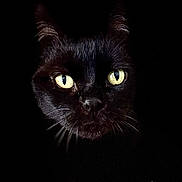 Tippi joined the competition — help win amazing prizes! cat, black_cat, animal, pet, whiskers, yellow_eyes, dark_background, portrait, close_up, feline, mystery, nocturnal, face, fur, ears, eyes, shadow, cute, domestic_animal, animal_portrait