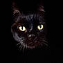 cat, black_cat, animal, pet, whiskers, yellow_eyes, dark_background, portrait, close_up, feline, mystery, nocturnal, face, fur, ears, eyes, shadow, cute, domestic_animal, animal_portrait
