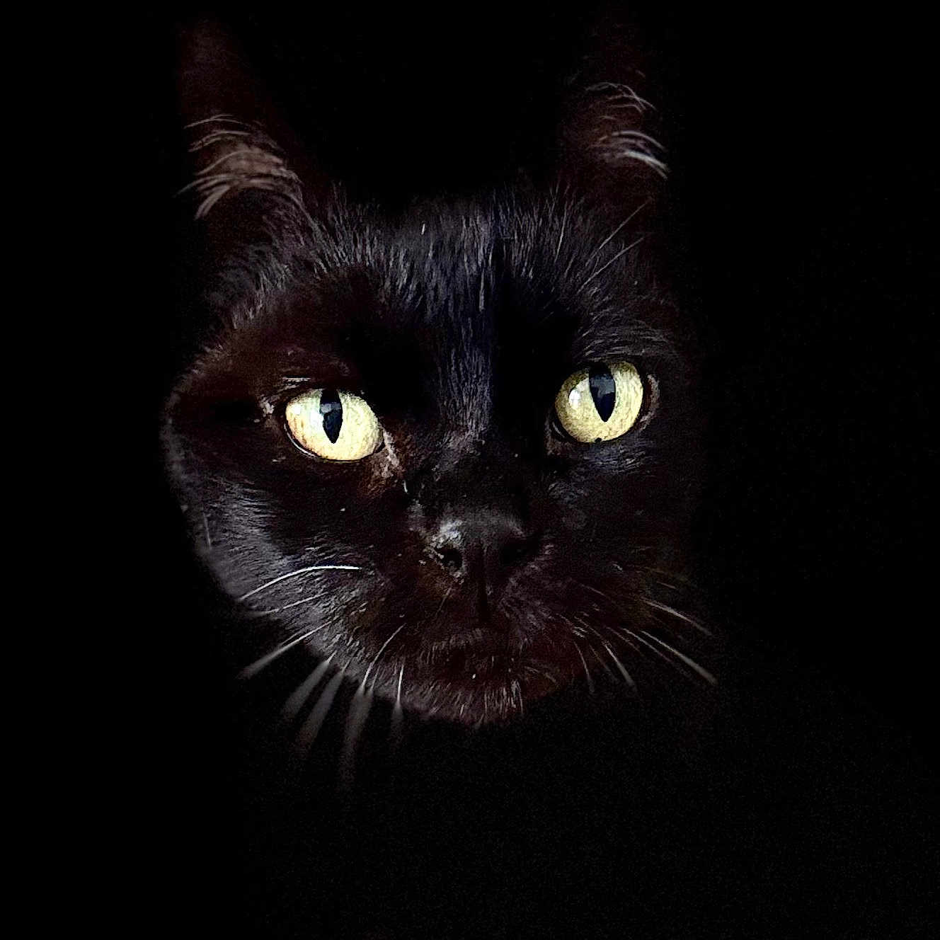 Tippi joined the competition — help win amazing prizes! animal, animal_portrait, black_cat, cat, close_up, cute, dark_background, domestic_animal, ears, eyes, face, feline, fur, mystery, nocturnal, pet, portrait, shadow, whiskers, yellow_eyes