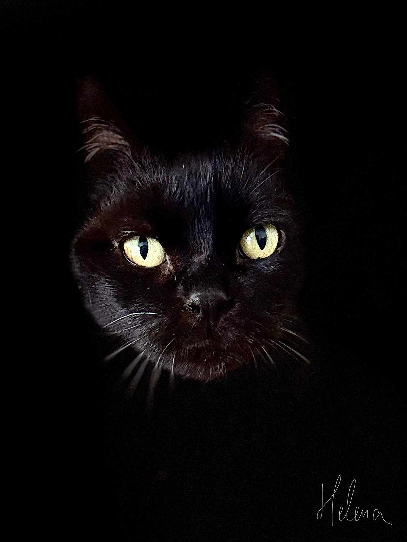 Tippi