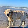dog, golden_retriever, beach, sand, water, wet, sunlight, shadow, outdoor, animal, pet, canine, nature, blue_sky, waves, shore, walking, fur, collar, daytime