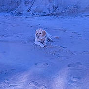 Shelby participe au concours pour gagner de l'argent avec cette photo : dog, golden_retriever, beach, sand, footprints, shells, cliff, outdoor, animal, pet, lying_down, nature, coast, relaxation, daytime, scenery, canine, quiet, shore, landscape