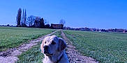 Shelby a rejoint le concours — aidez-le/la à gagner de superbes lots ! dog, golden_retriever, sitting, dirt_path, grass, field, countryside, blue_sky, outdoor, nature, pet, animal, collar, daylight, rural, calm, landscape, tree, house, shadow