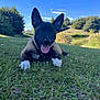 Thor a rejoint le concours — aidez-le/la à gagner de superbes lots ! puppy, dog, grass, outdoor, nature, tongue_out, sunny, blue_sky, trees, pond, playful, young_dog, ears, animal, pet, summer, greenery, close_up, lying_down, daytime