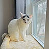 Boni joined the competition — help win amazing prizes! cat, white_cat, black_markings, window, indoor, pet, feline, fluffy, sitting, perch, cozy, soft, looking_out, daylight, animal, domestic_animal, curious, paw, whiskers, ears