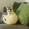 Boni joined the competition — help win amazing prizes! cat, white_cat, black_markings, sofa, couch, green_pillows, furniture, indoor, pet, relaxed, curled_up, cozy, fur, whiskers, ears, domestic_animal, resting, comfortable, animal, home