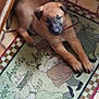 puppy, dog, brown_fur, rug, floor_tile, paw, mat, leash, indoor, looking_up, cute, young, portrait, pet, home, cozy, animal, tile_floor, snout, sitting