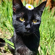 Nadja is registered to the contest to win money with this photo: black_cat, cat, animal, flower, daisy, grass, outdoor, sunlight, fence, pet, whiskers, ears, nature, close_up, yellow_eyes, fur, portrait, garden, cute, domestic_cat