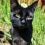 black_cat, cat, animal, flower, daisy, grass, outdoor, sunlight, fence, pet, whiskers, ears, nature, close_up, yellow_eyes, fur, portrait, garden, cute, domestic_cat