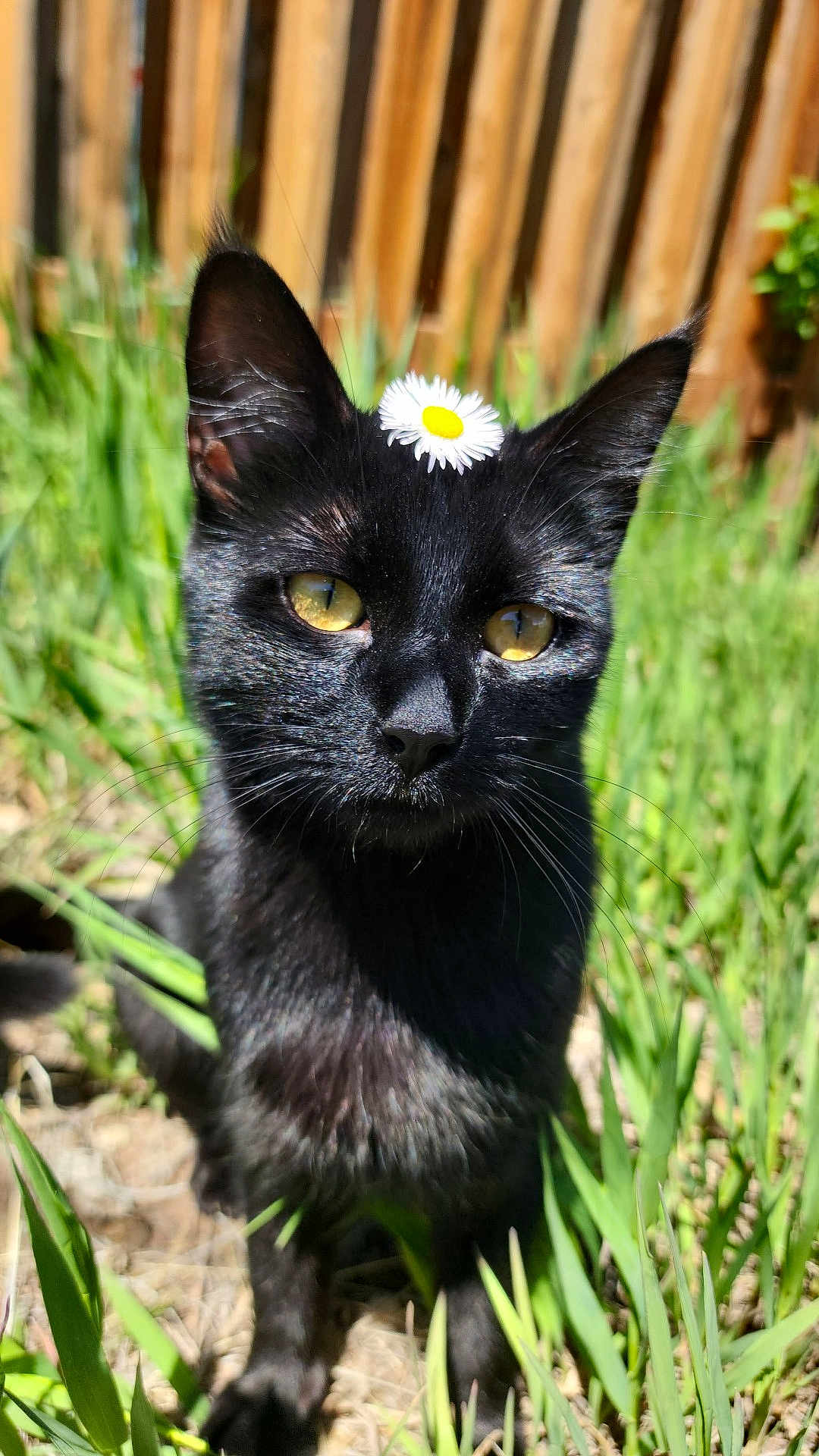 Nadja is registered to the contest to win money with this photo: black_cat, cat, animal, flower, daisy, grass, outdoor, sunlight, fence, pet, whiskers, ears, nature, close_up, yellow_eyes, fur, portrait, garden, cute, domestic_cat
