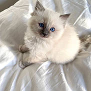 Charbon participe au concours pour gagner de l'argent avec cette photo : kitten, cat, blue_eyes, fluffy, white, pet, animal, bed, bedding, soft, cute, feline, young, domestic, indoor, looking_up, small, fur, whiskers, resting