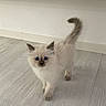 Charbon a rejoint le concours — aidez-le/la à gagner de superbes lots ! kitten, cat, blue_eyes, fluffy, walking, indoor, floor, wooden_floor, minimalist, white_wall, tail, pet, animal, young_cat, curious, domestic_cat, feline, small, cute, fur