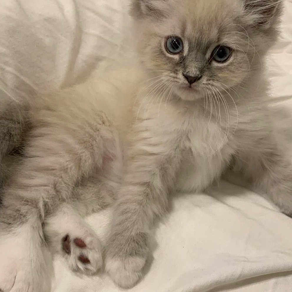 Charbon participe au concours pour gagner de l'argent avec cette photo : kitten, cat, fluffy, blue_eyes, paw, whiskers, cute, pet, animal, feline, indoor, resting, soft, bed, blanket, young, small, mammal, fur, domestic