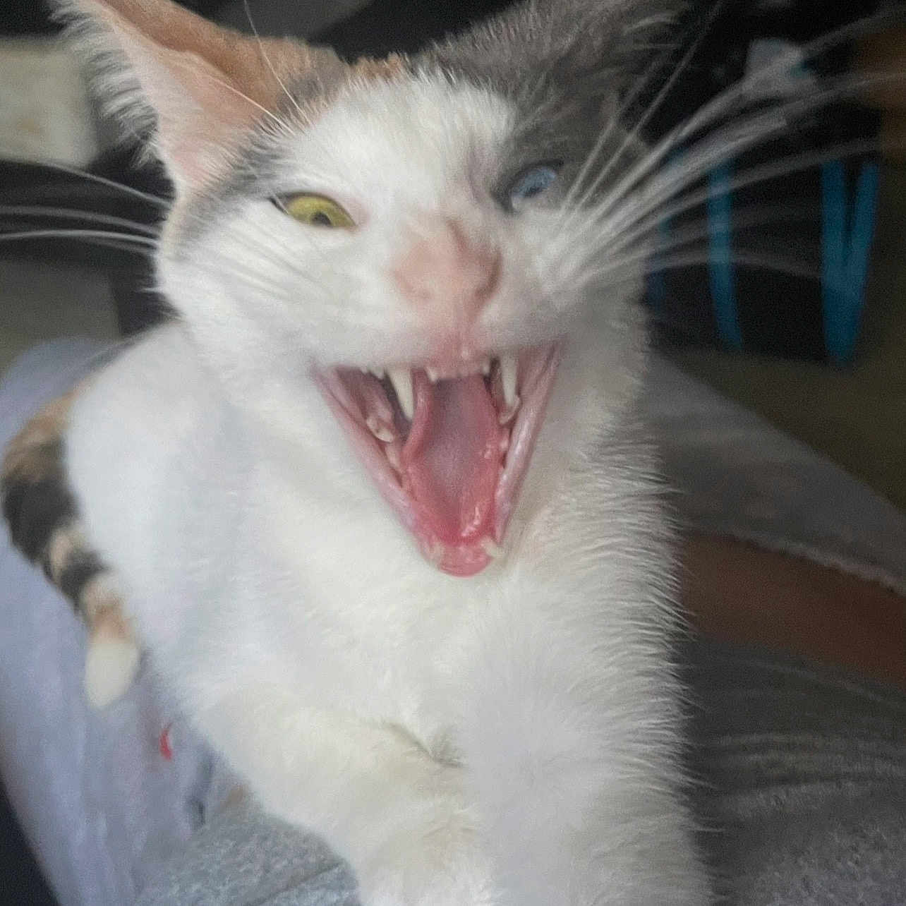 Nala