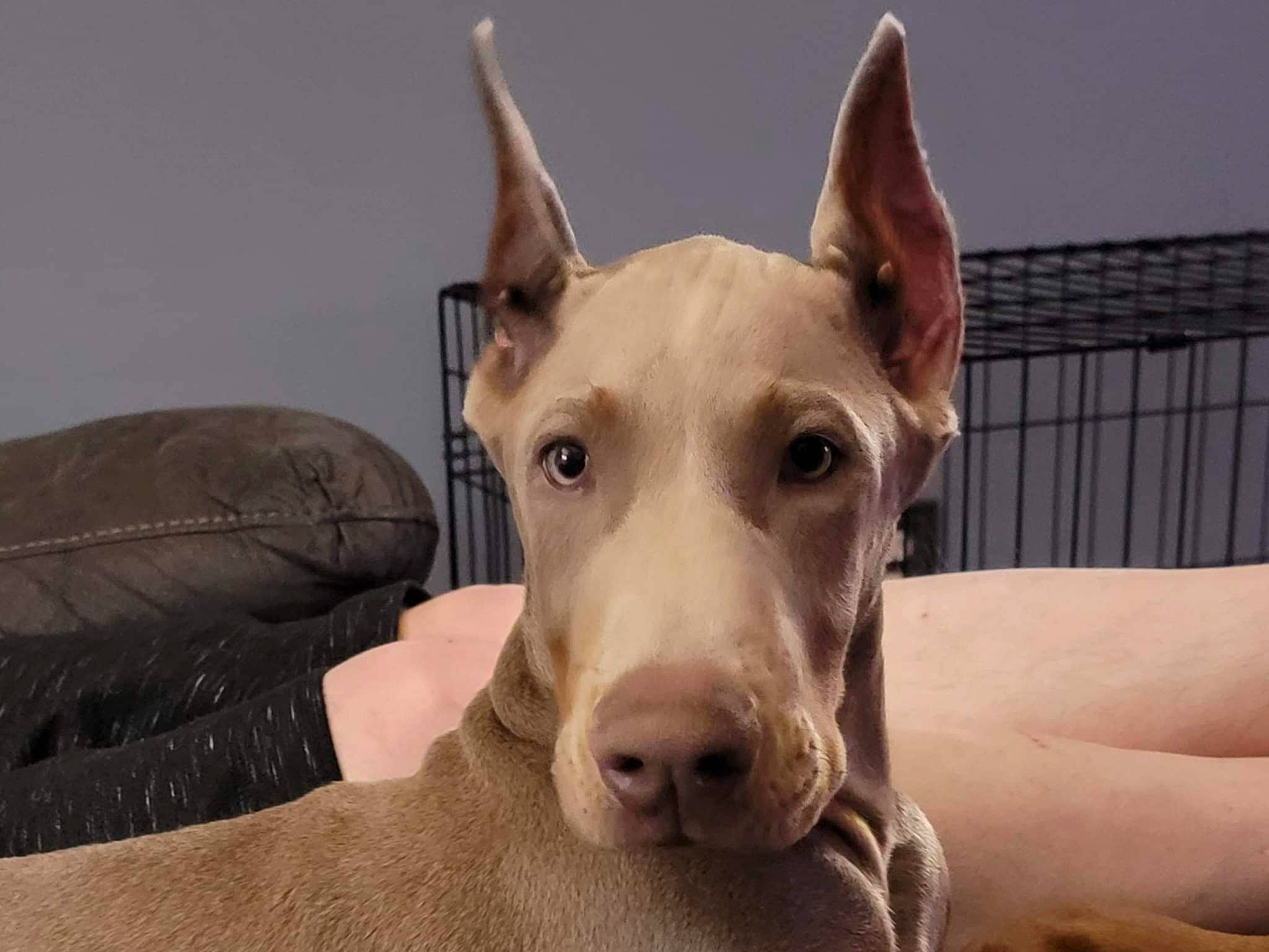 Sir Finnigin is registered to the contest to win money with this photo: canidae, carnivore, collar, comfort, companion_dog, dog, dog_breed, dog_supply, ear, fawn, guard_dog, jaw, non_sporting_group, old_english_terrier, pet_supply, snout, sporting_group, terrestrial_animal, whiskers, working_animal